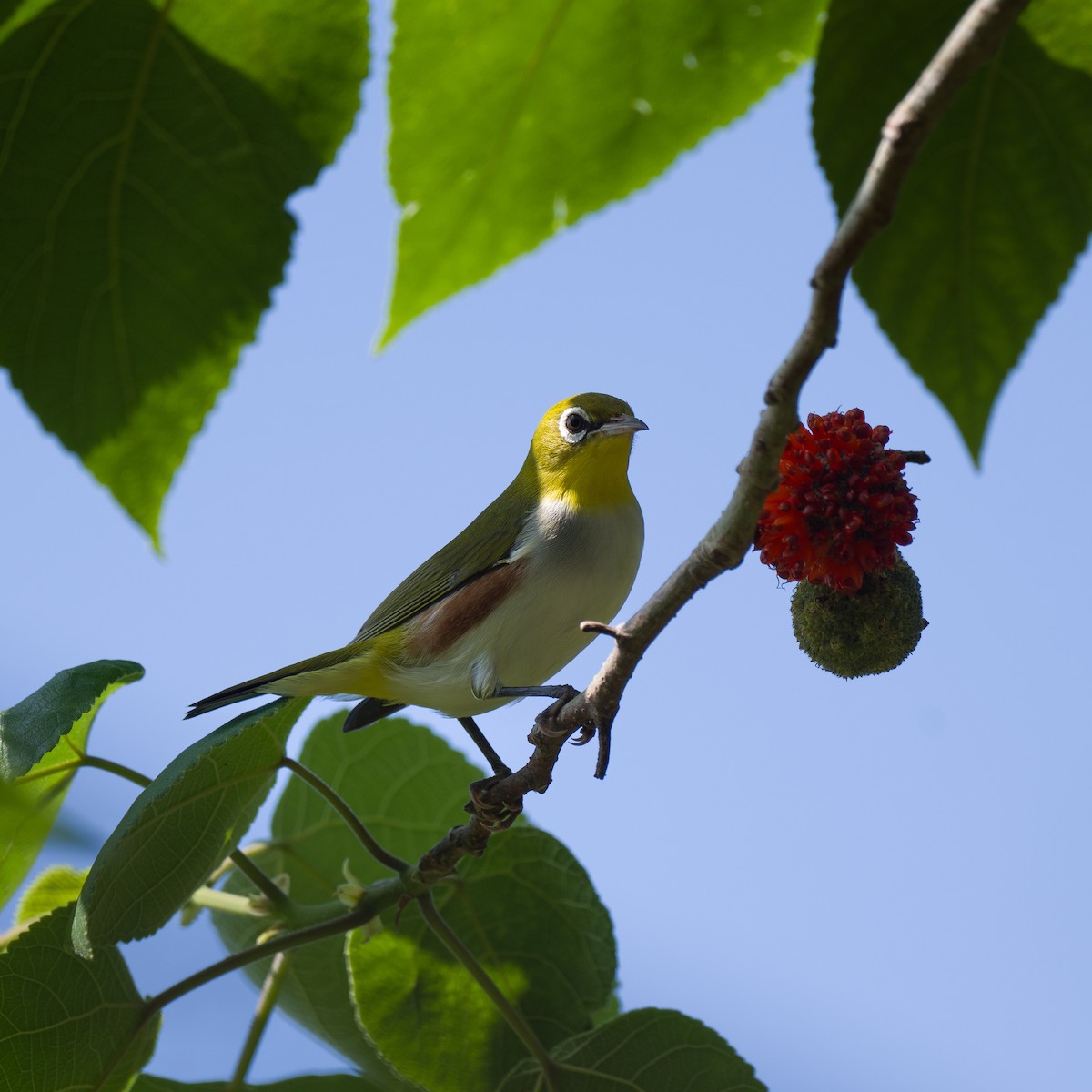 Chestnut-flanked White-eye - ML643224404