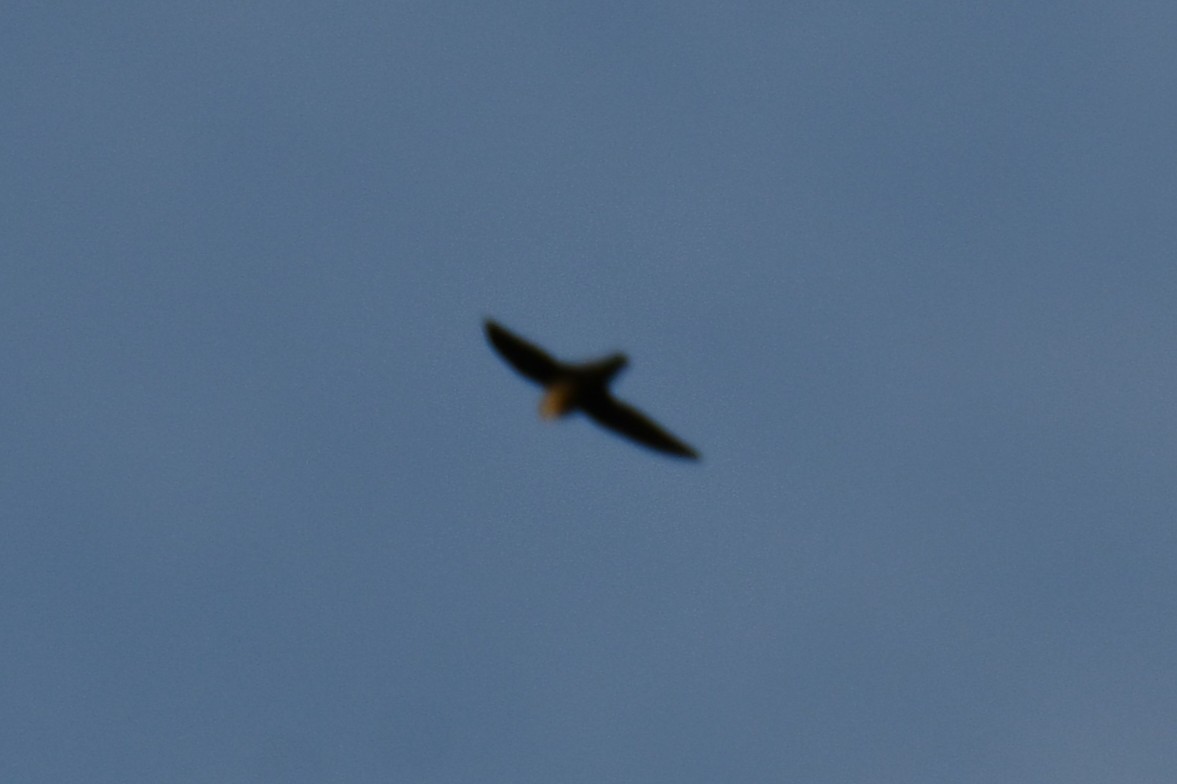 Chimney Swift - ML643224414