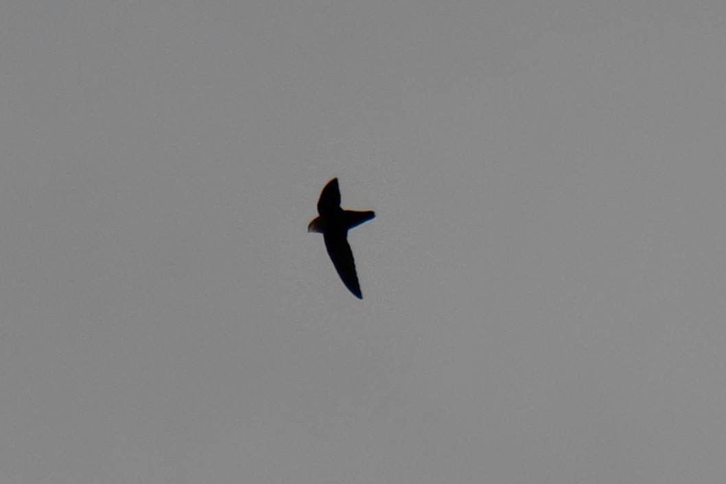 Chimney Swift - ML643224415