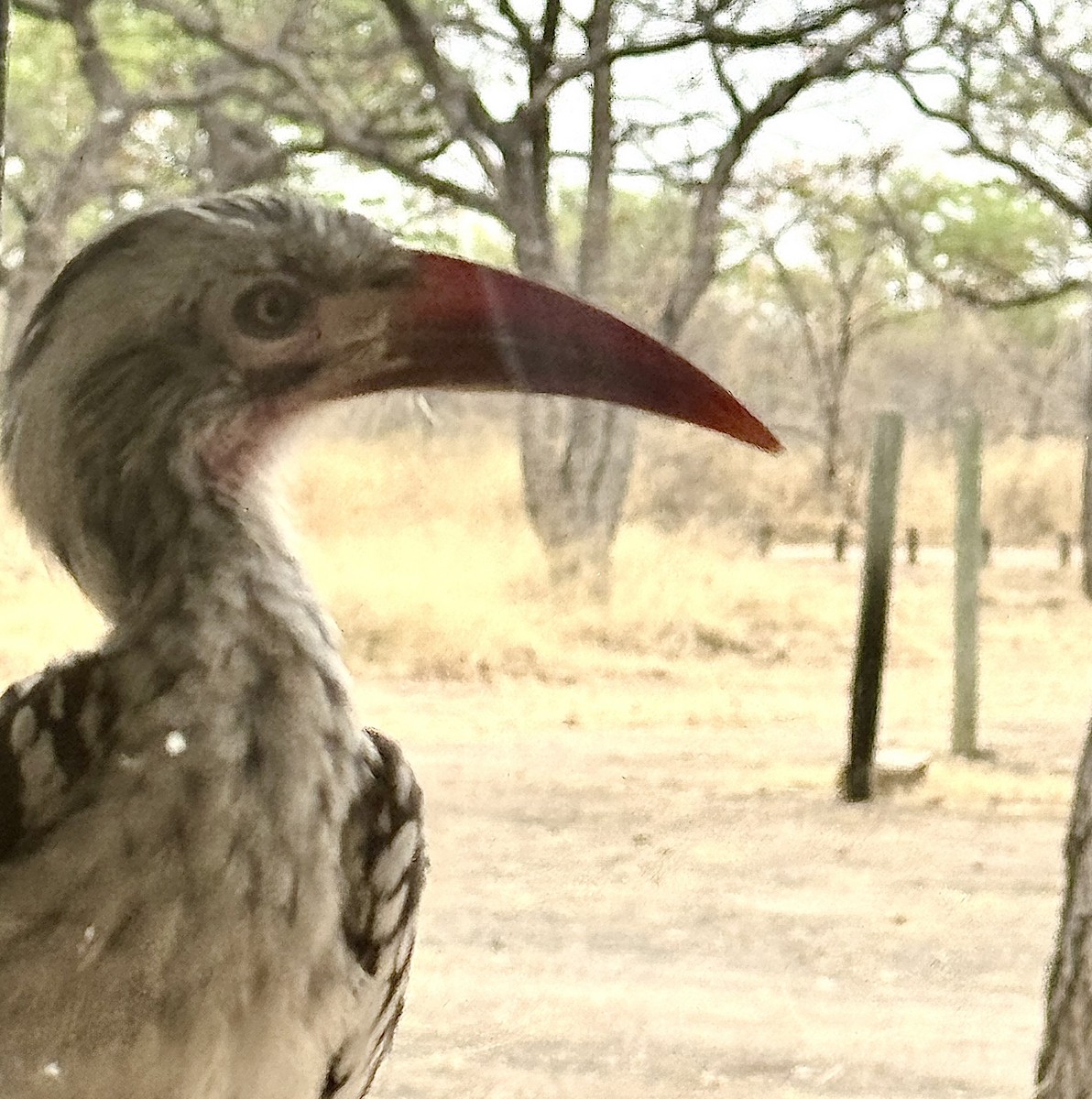 Southern Red-billed Hornbill - ML643224416