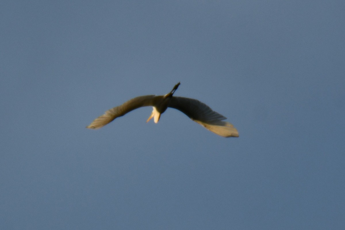 Great Egret - ML643224419
