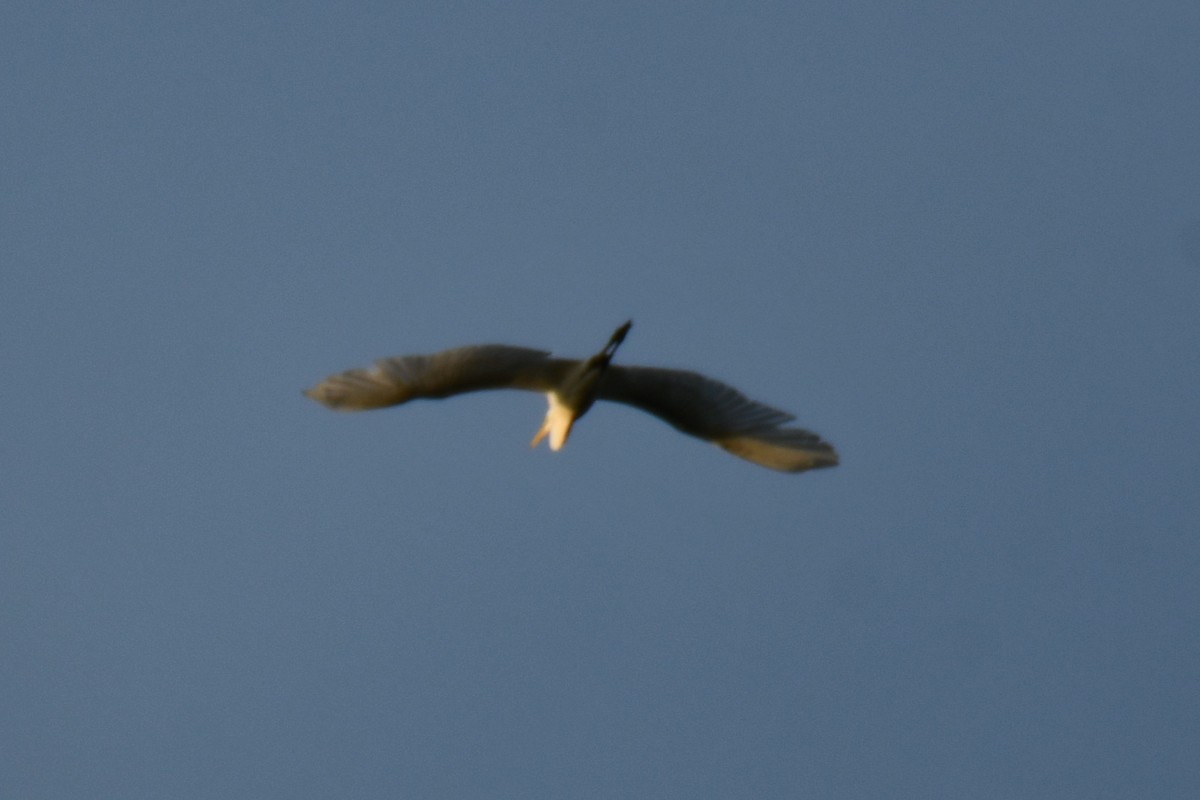 Great Egret - ML643224420