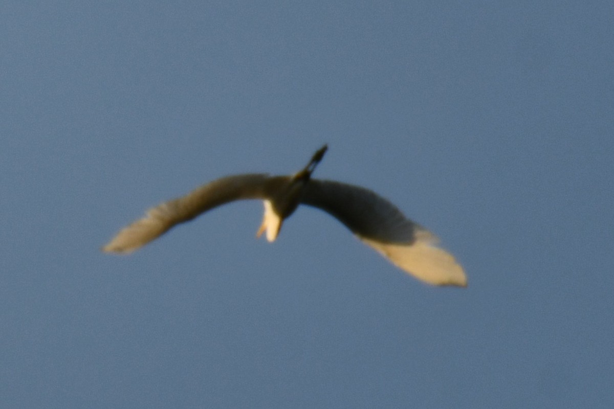 Great Egret - ML643224421