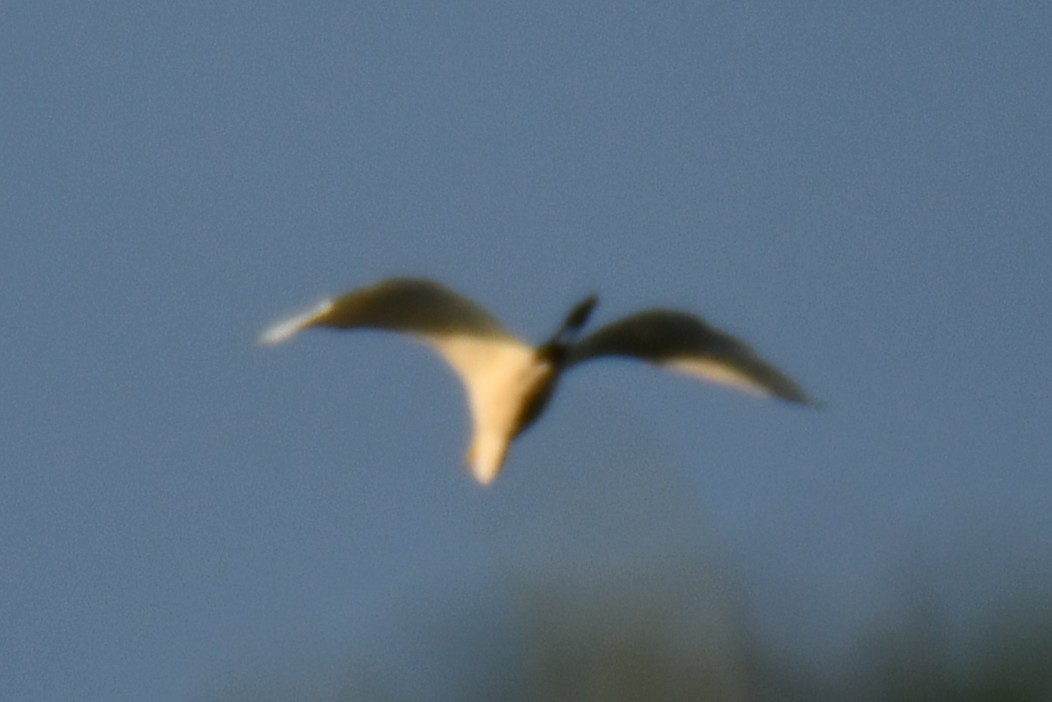 Great Egret - ML643224422