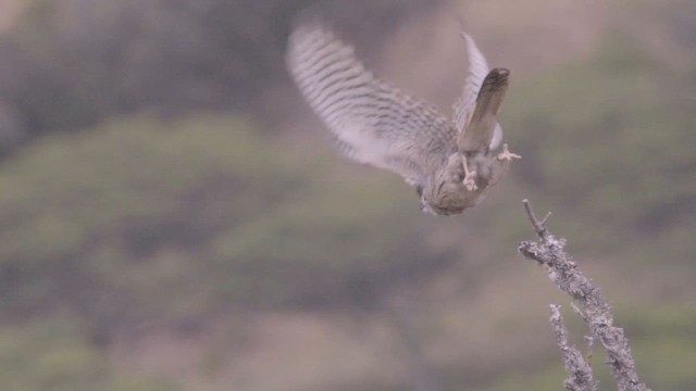 American Kestrel - ML643224432