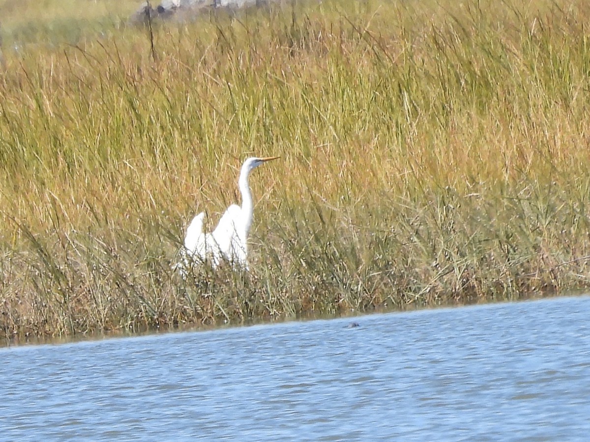 Great Egret - ML643224451