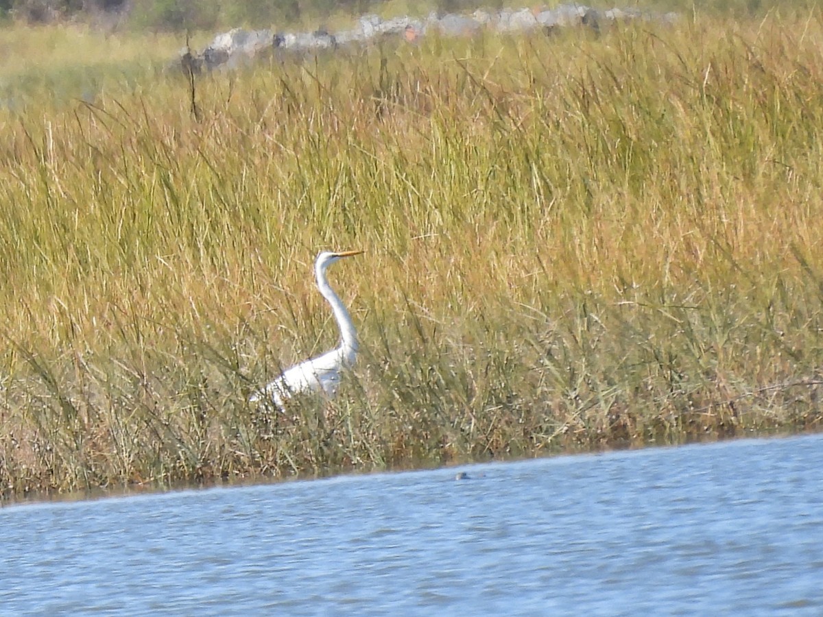 Great Egret - ML643224452