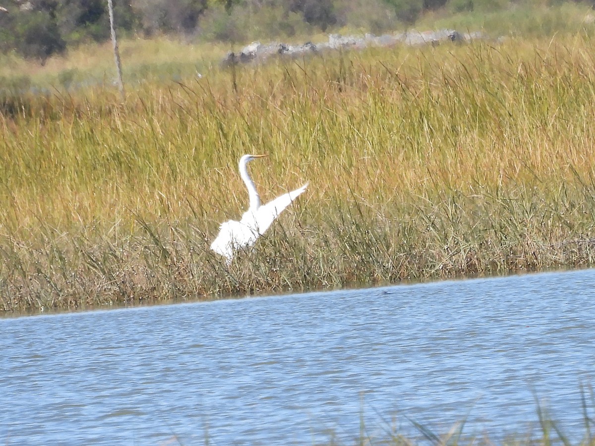 Great Egret - ML643224453