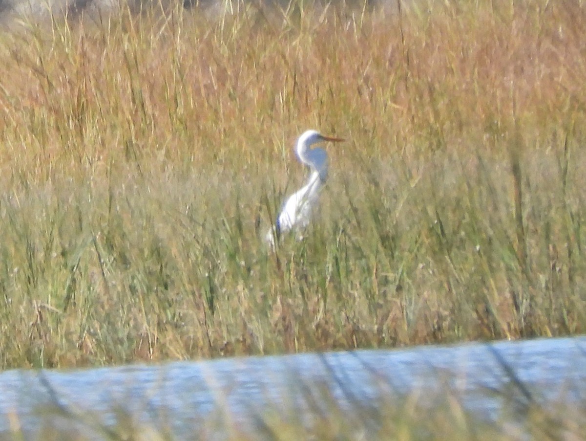 Great Egret - ML643224465