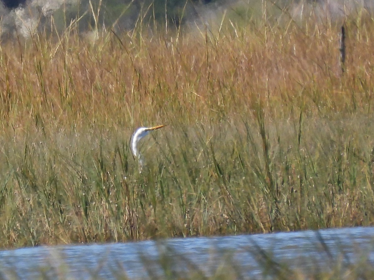 Great Egret - ML643224466