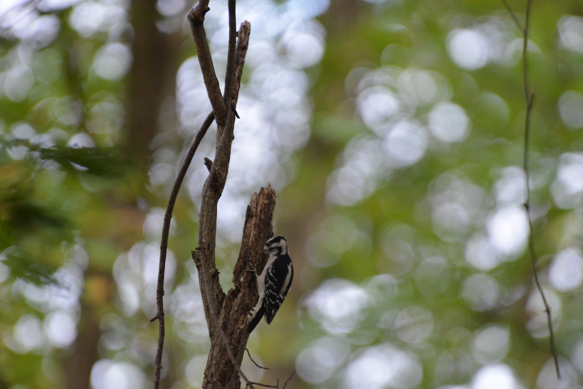 Downy Woodpecker - ML643224467