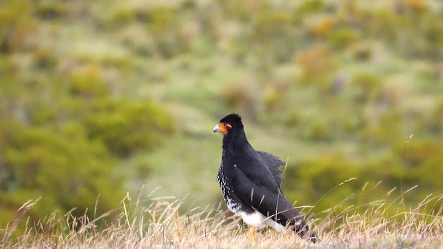 Mountain Caracara - ML643224469