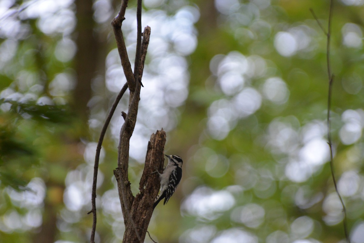 Downy Woodpecker - ML643224470