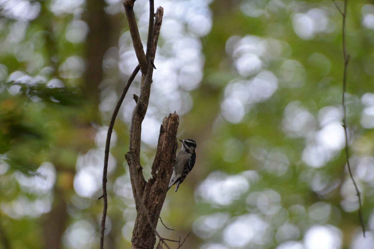 Downy Woodpecker - ML643224471