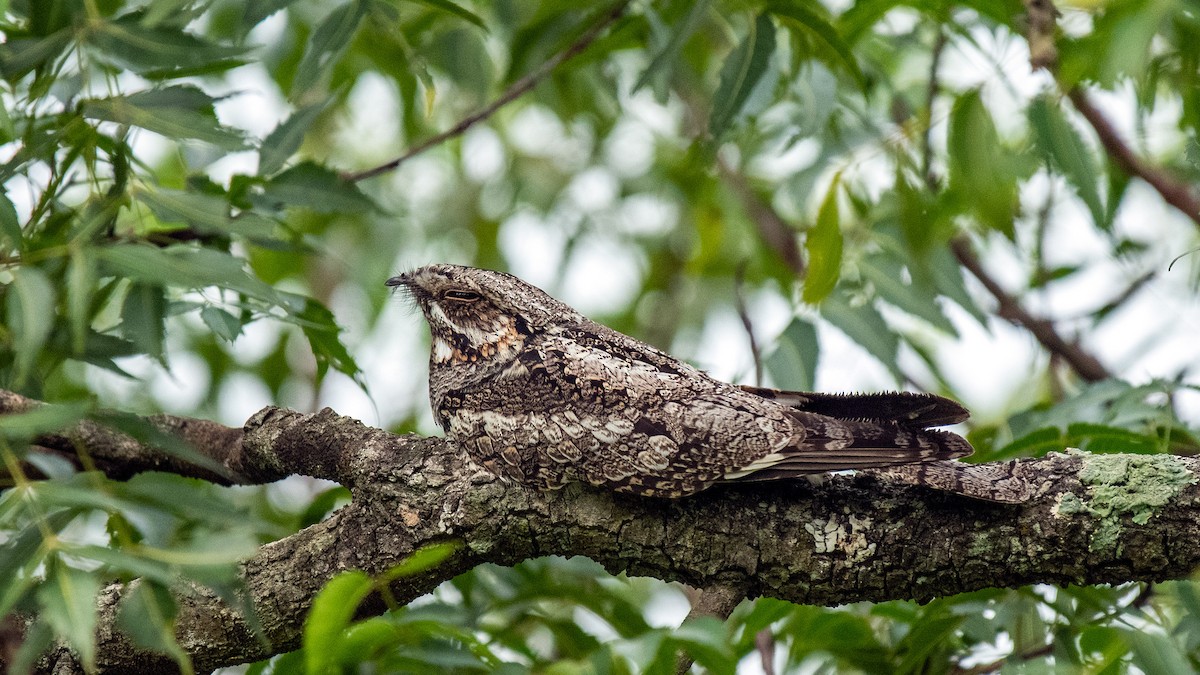 Jungle Nightjar - ML643224474
