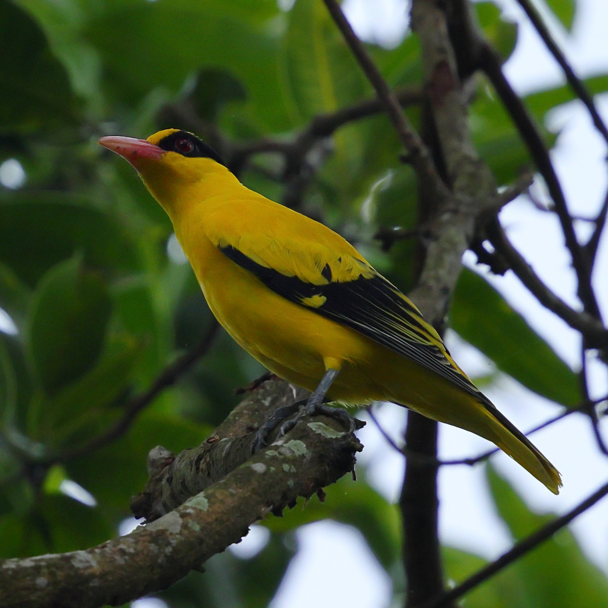 Black-naped Oriole - ML643224478