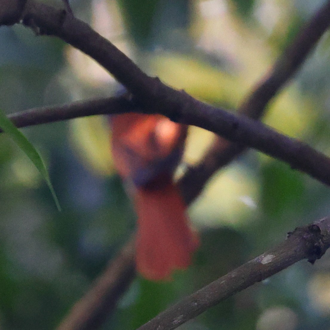 Blyth's Paradise-Flycatcher - ML643224506