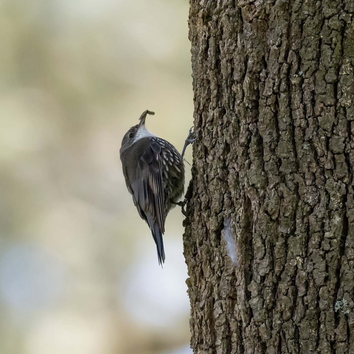 White-throated Treecreeper (White-throated) - ML643224561
