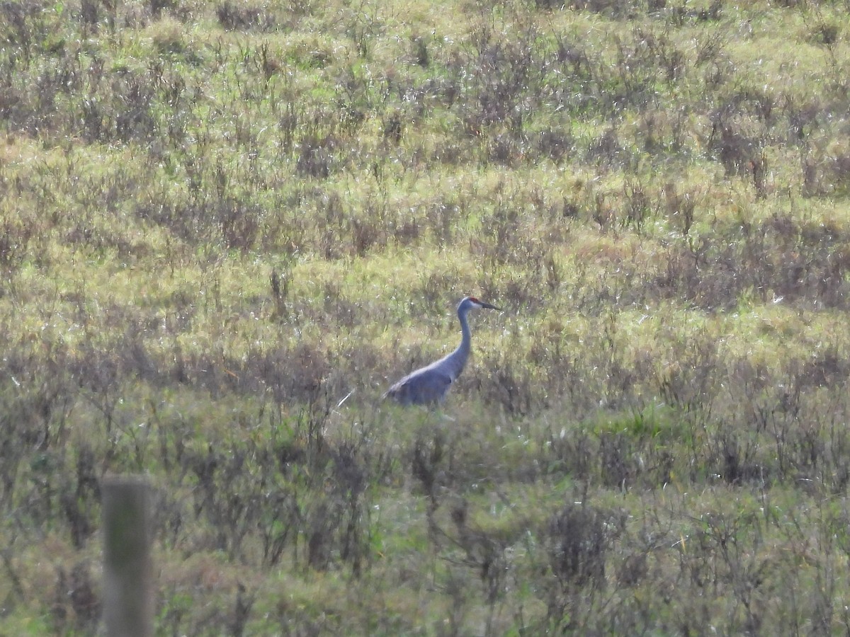 Sandhill Crane - ML643224566