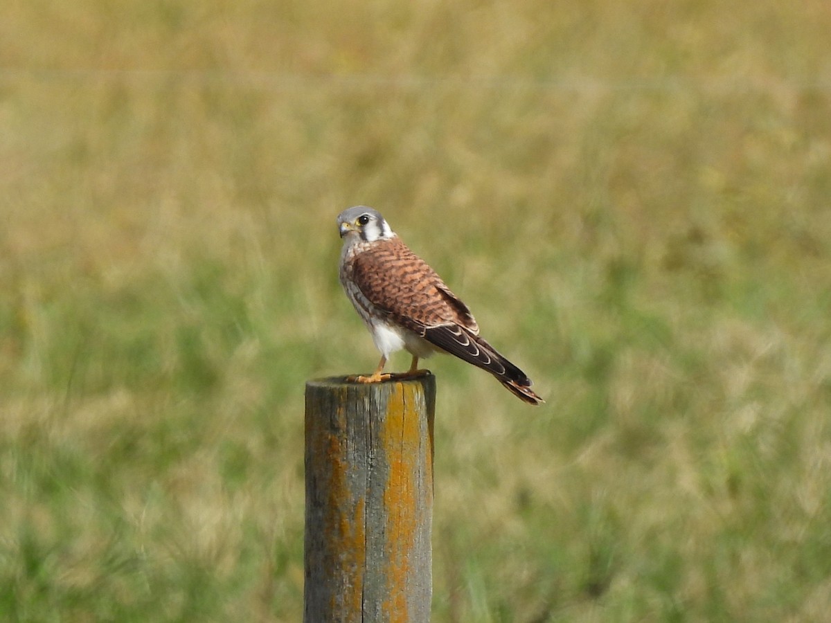 American Kestrel - ML643224576