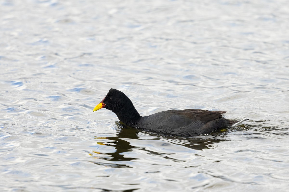 Red-fronted Coot - ML643224594