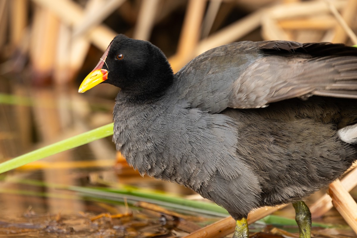 Red-fronted Coot - ML643224598