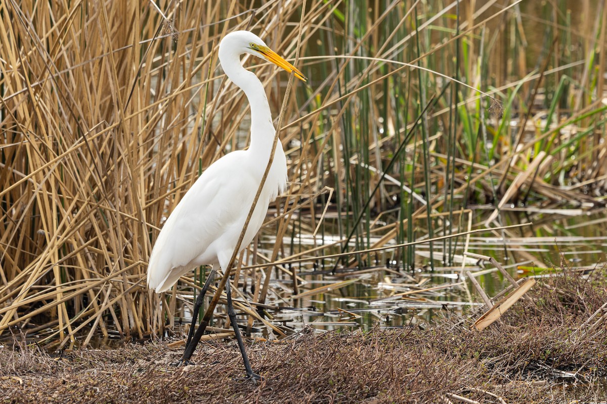 Great Egret (American) - ML643224605
