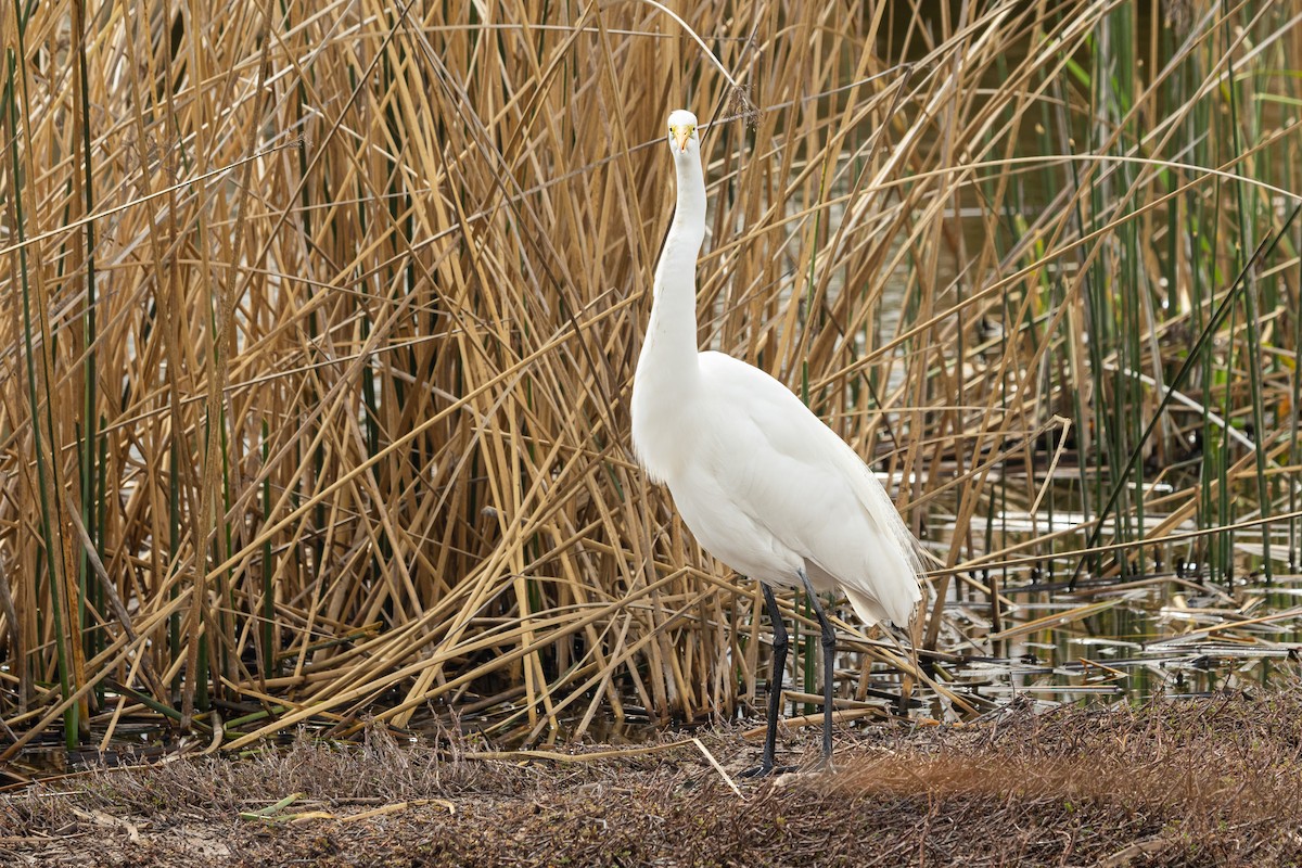 Great Egret (American) - ML643224606