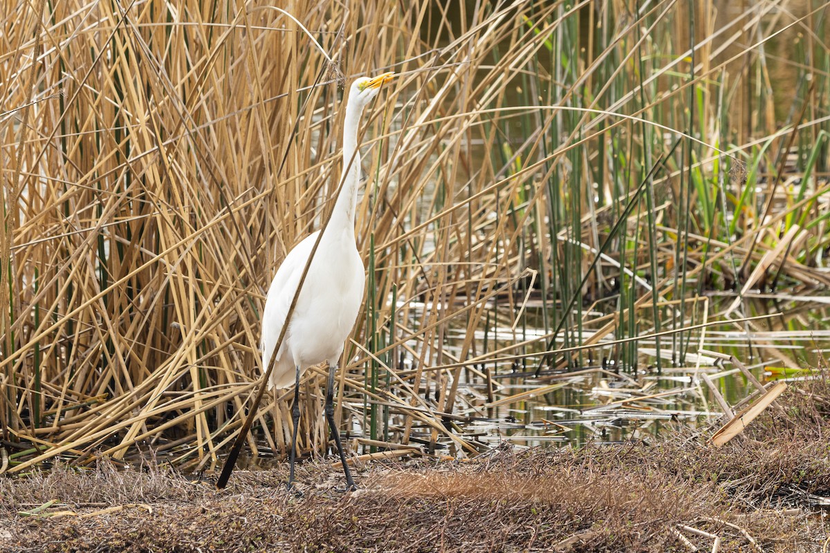 Great Egret (American) - ML643224607