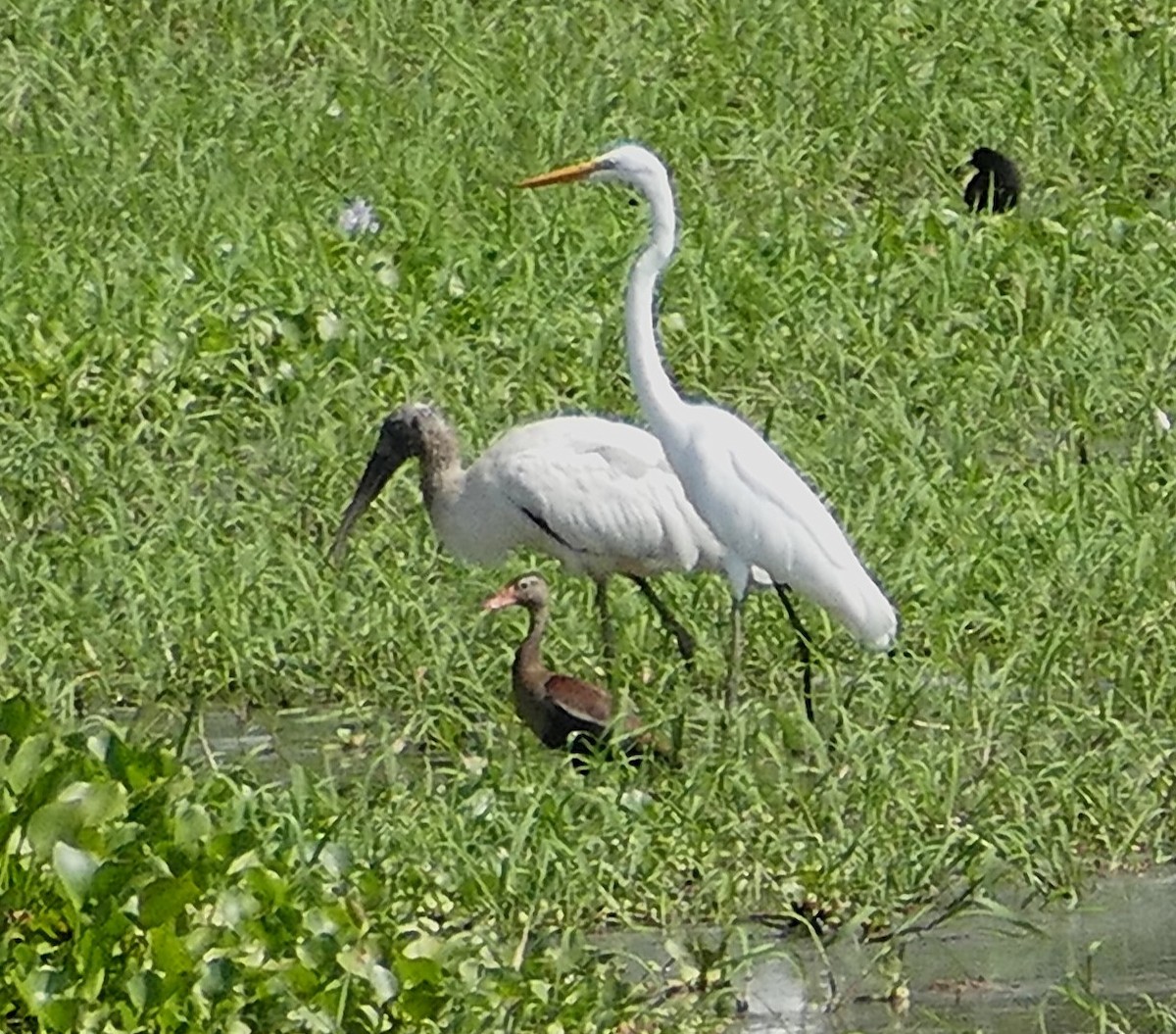 amerikastork - ML643224612