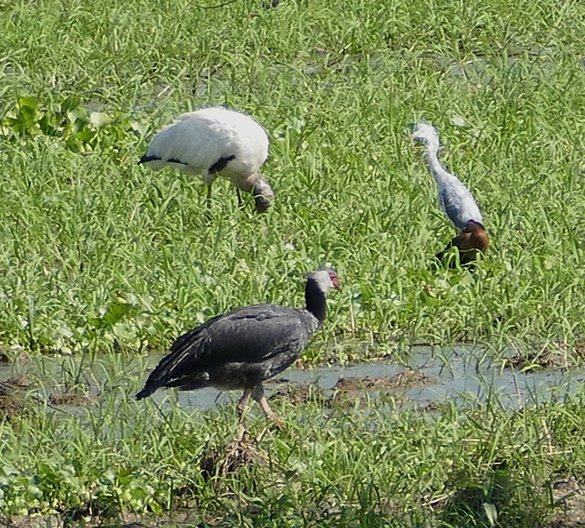 amerikastork - ML643224617