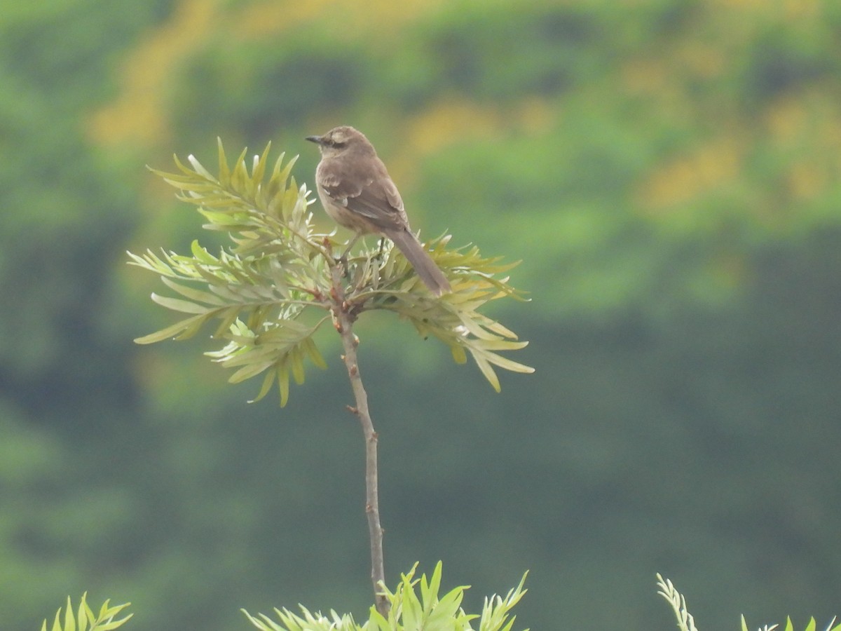 Chalk-browed Mockingbird - ML643224620