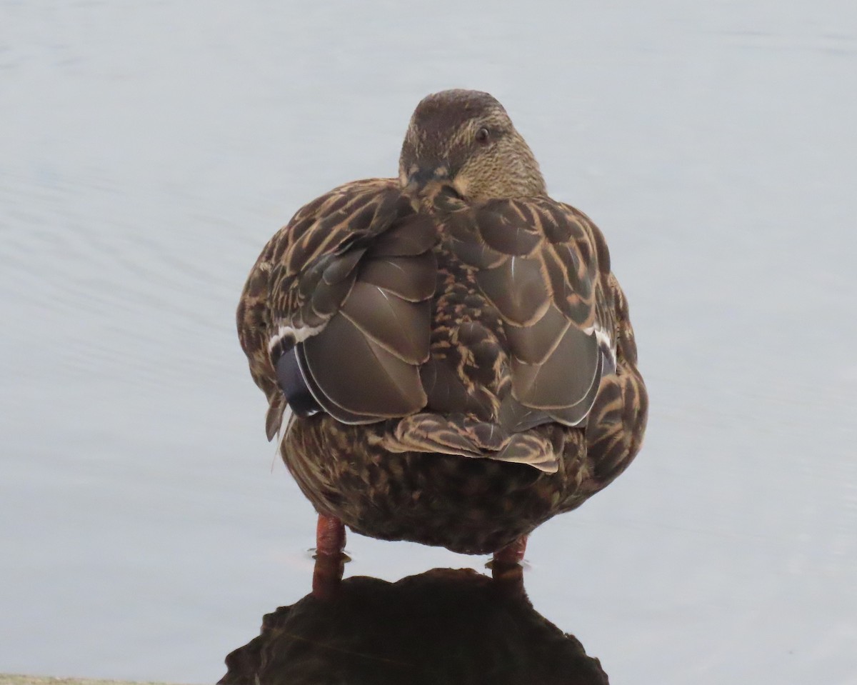 Mallard/Mottled Duck - ML643224621