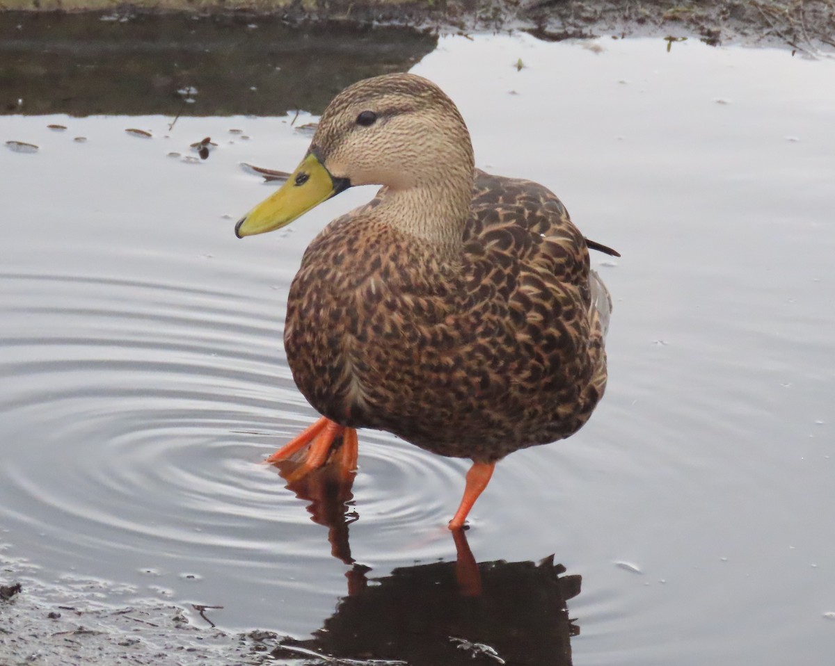 Mallard/Mottled Duck - ML643224622
