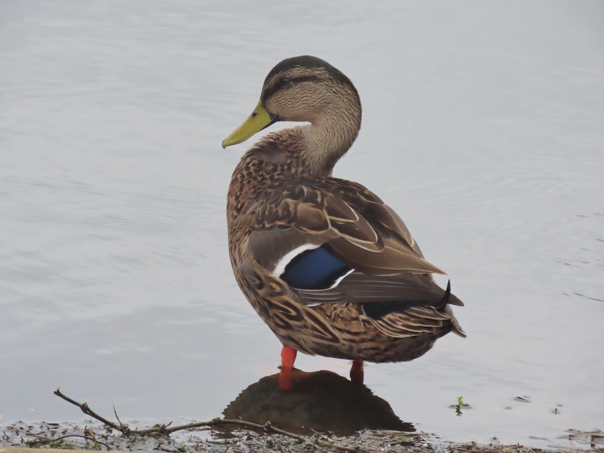 Mallard/Mottled Duck - ML643224623