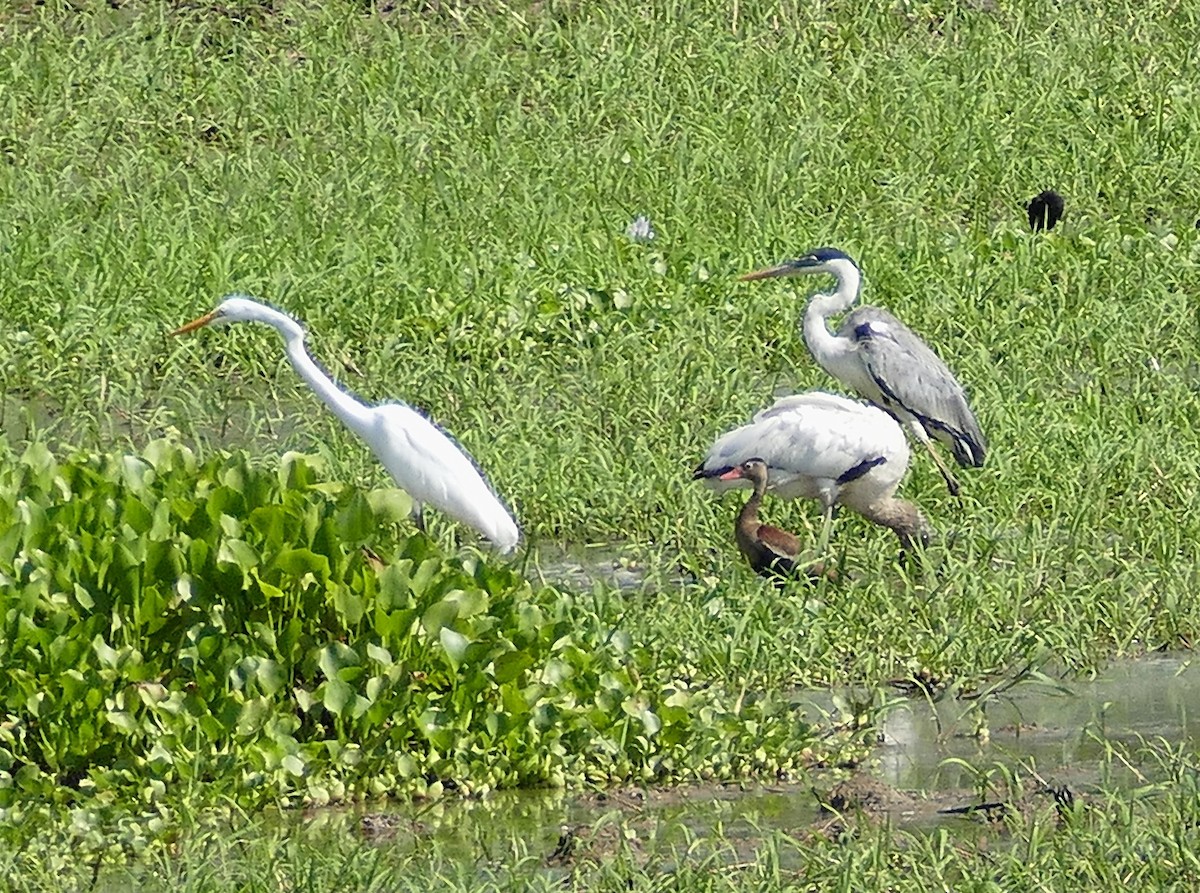 Cocoi Heron - ML643224624
