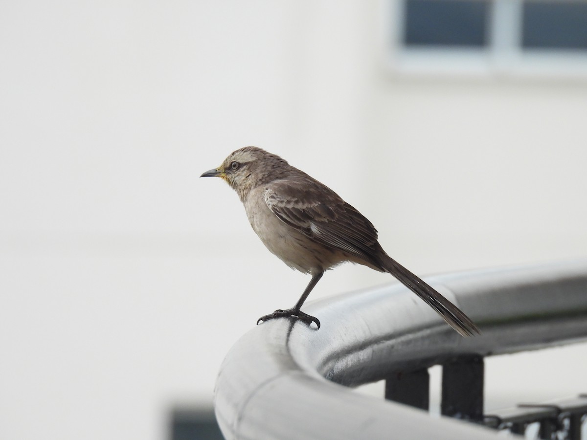 Chalk-browed Mockingbird - ML643224625