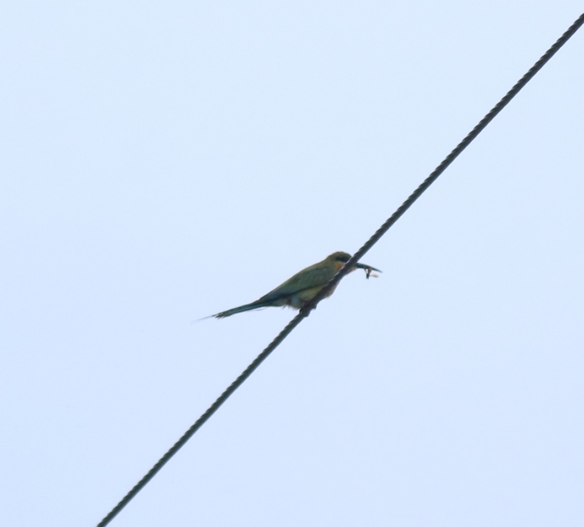 Blue-tailed Bee-eater - ML643224626