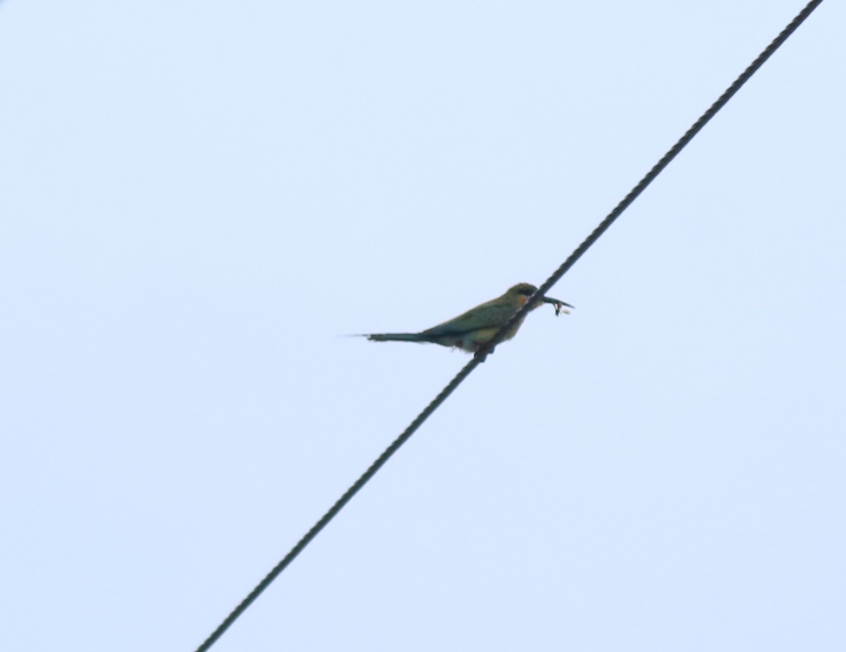 Blue-tailed Bee-eater - ML643224627