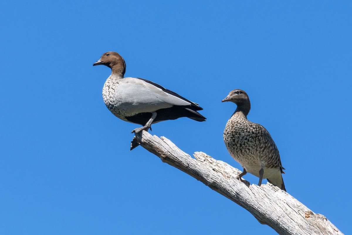 Maned Duck - ML643224628