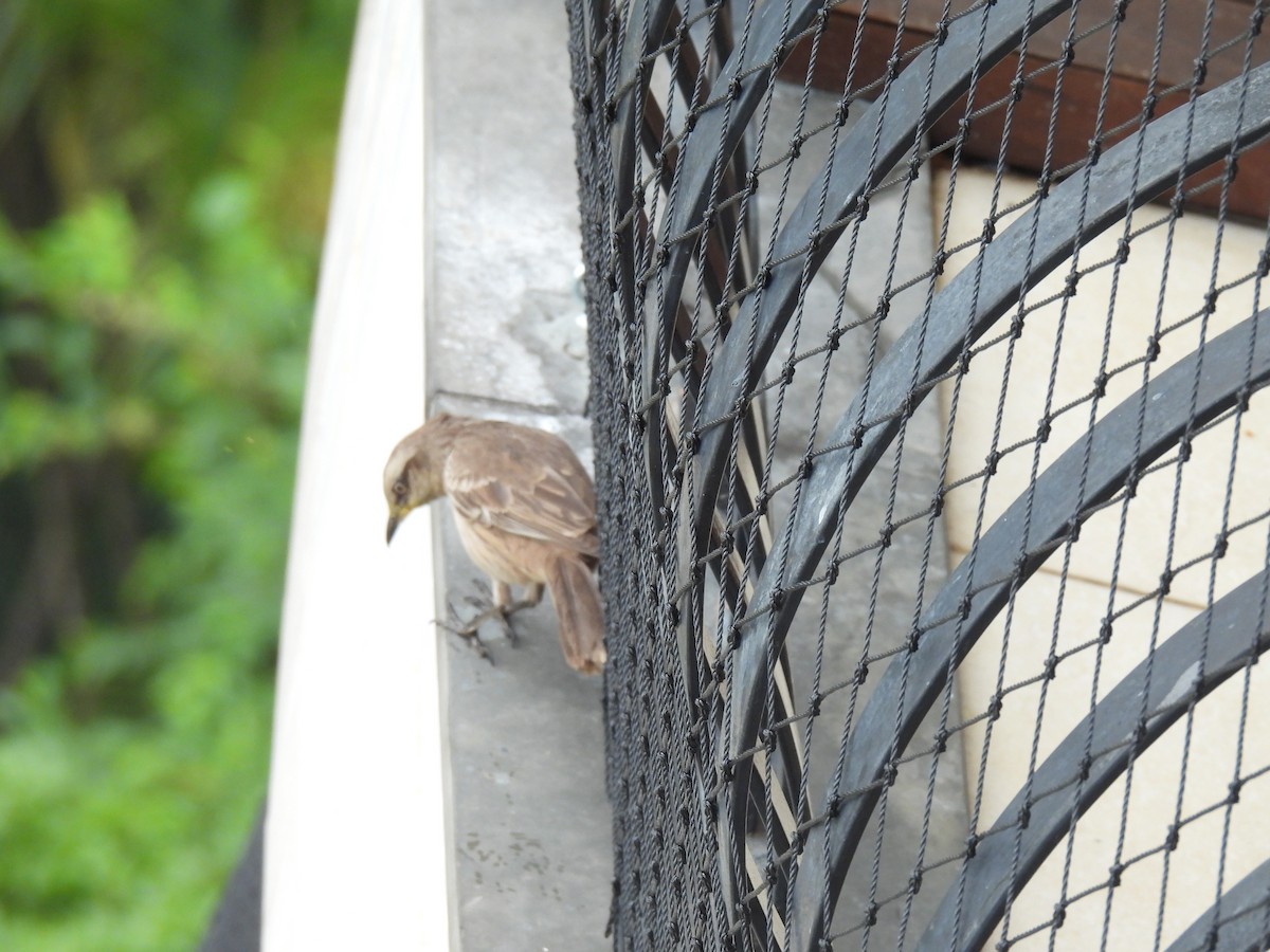 Chalk-browed Mockingbird - ML643224630