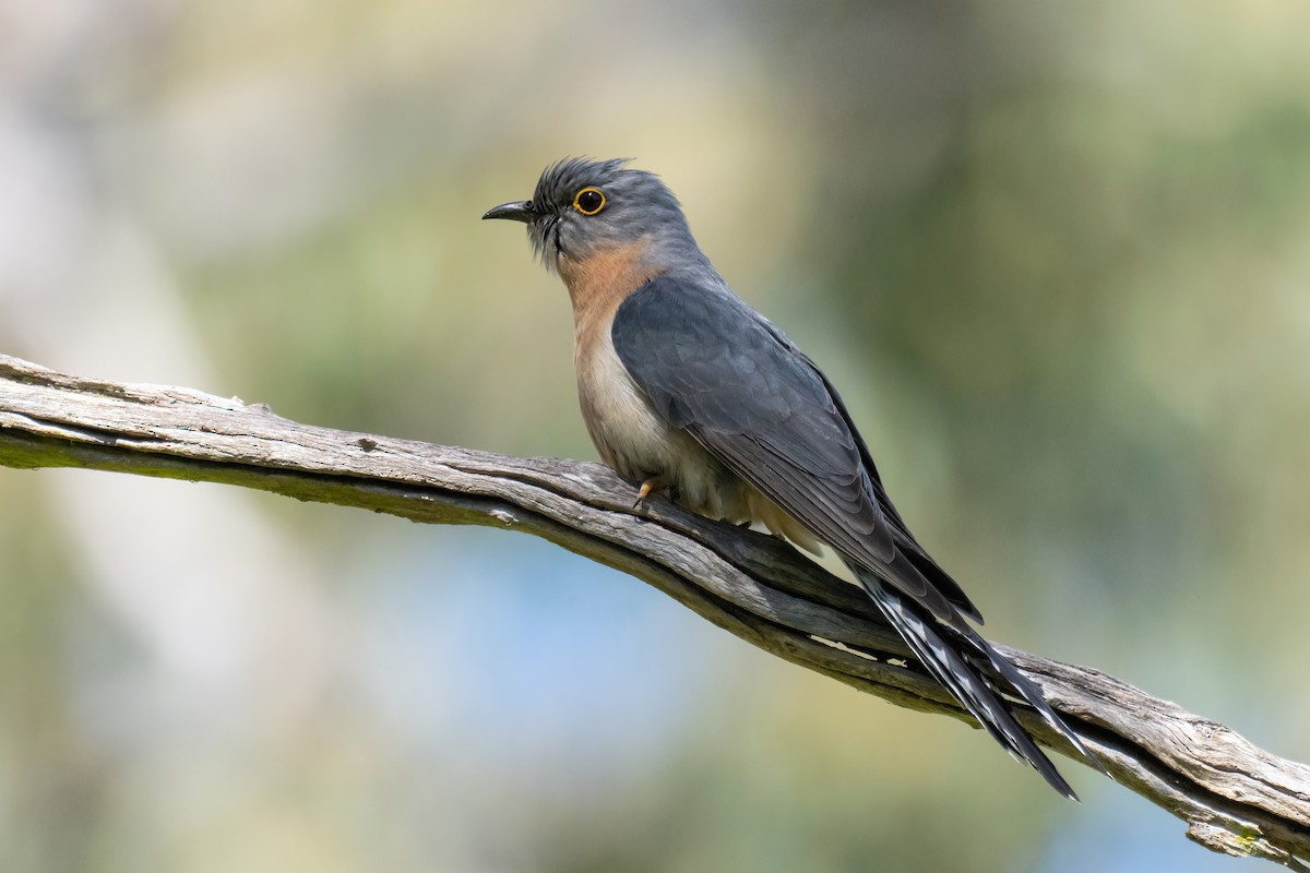 Fan-tailed Cuckoo - ML643224640