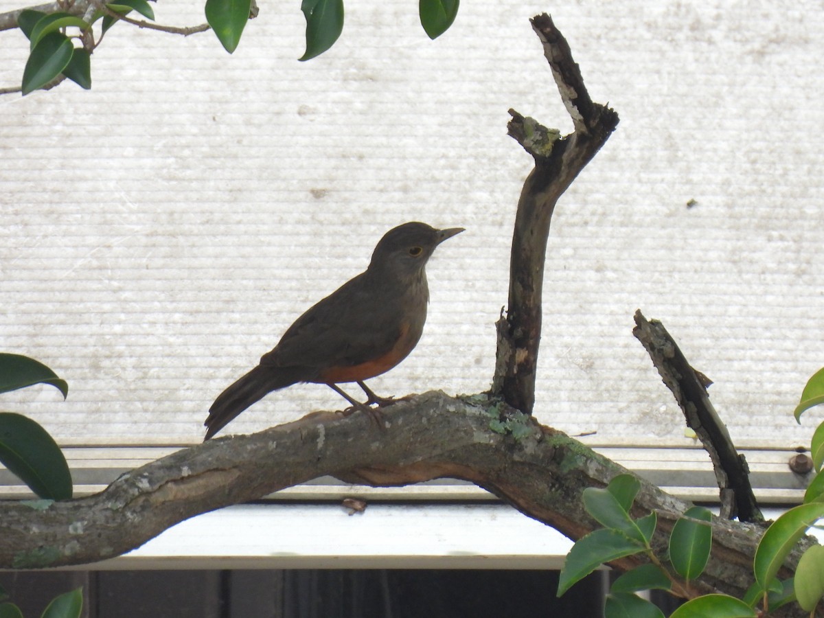 Rufous-bellied Thrush - ML643224641