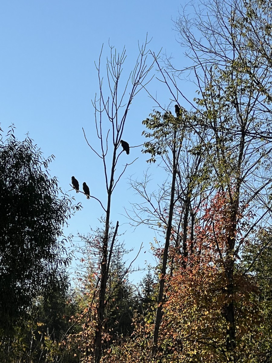 Turkey Vulture - ML643224642