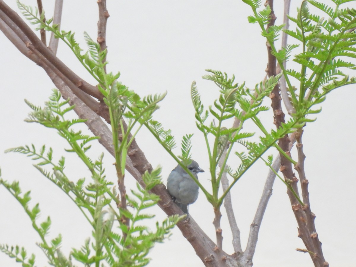 Sayaca Tanager - ML643224643