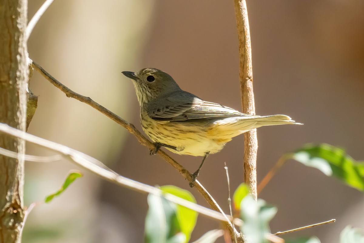 Rufous Whistler - ML643224644