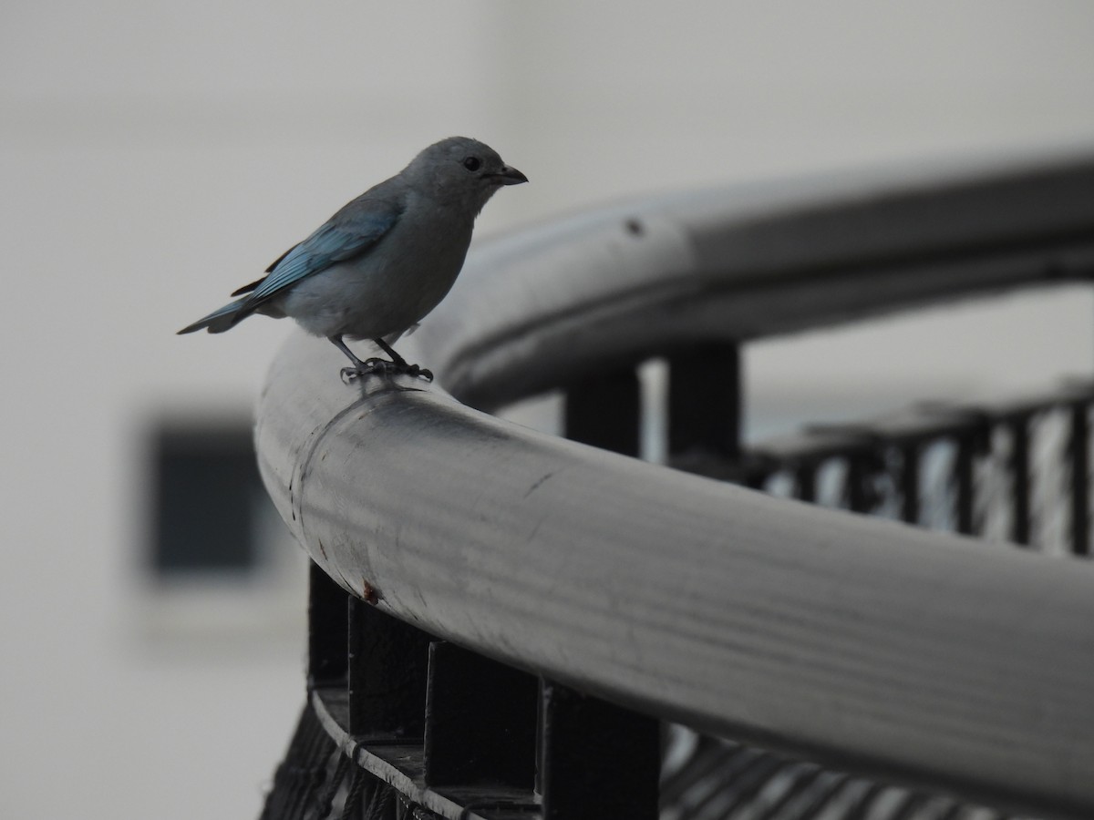 Sayaca Tanager - ML643224647