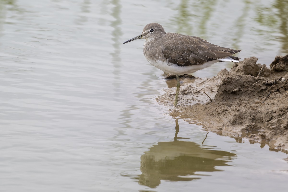 Green Sandpiper - ML643224663