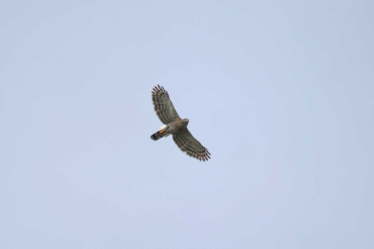Crested Goshawk - ML643224665
