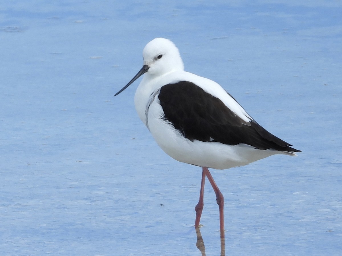 Banded Stilt - ML643224667
